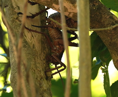 Deinacrida heteracantha