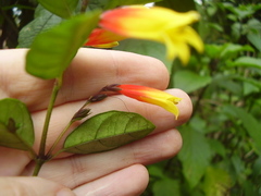 Justicia floribunda