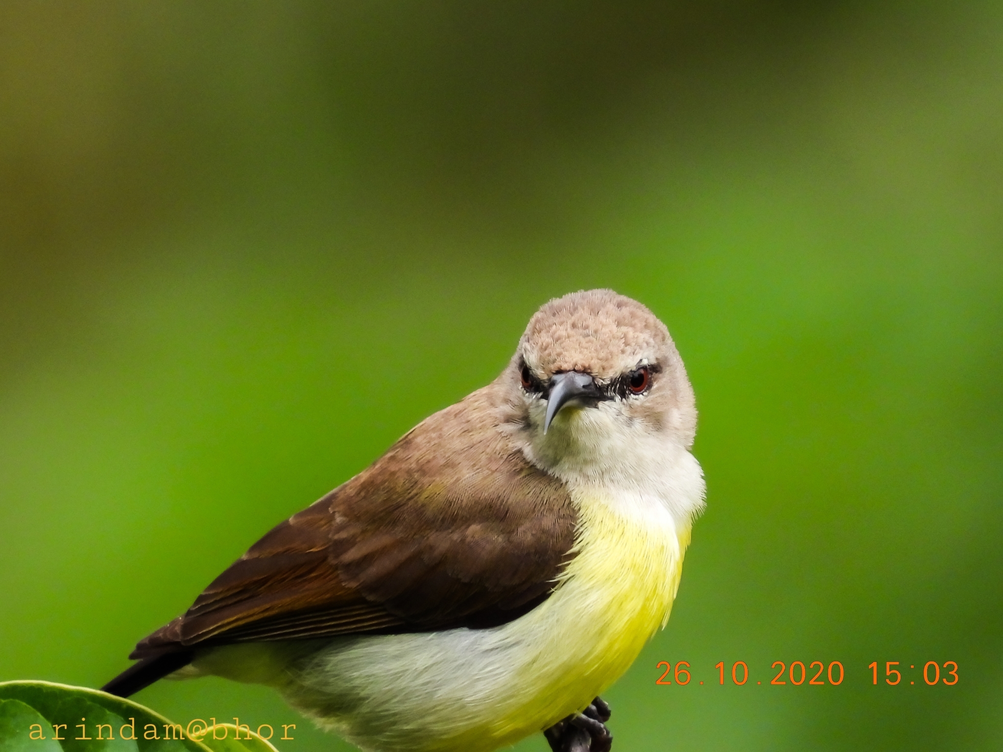 Purple-rumped Sunbird