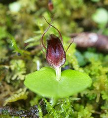 Corybas orbiculatus