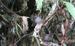 Pterorhinus mitratus