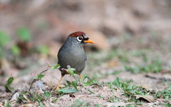 Pterorhinus mitratus