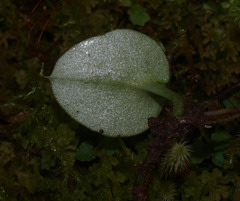 Corybas orbiculatus
