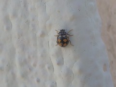 Coccinula sinuatomarginata