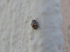 Coccinula sinuatomarginata