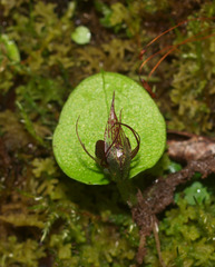 Corybas orbiculatus