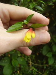 Justicia floribunda