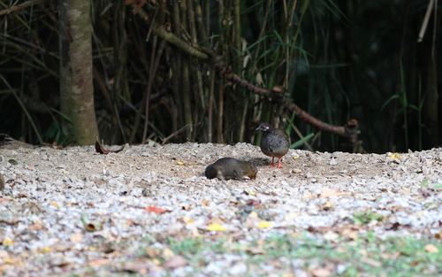 Malayan Partridge (Arborophila campbelli), photo 10