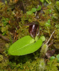 Corybas orbiculatus