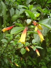 Justicia floribunda