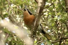 Telophorus olivaceus