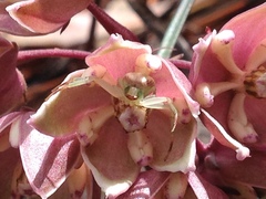 Misumenoides