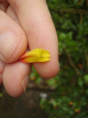 Justicia floribunda