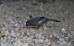 Pterorhinus mitratus