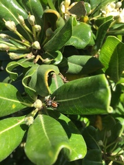 Phiale roburifoliata