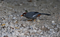 Pterorhinus mitratus