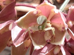 Misumenoides
