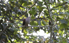 Ducula badia