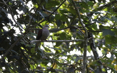 Ducula badia