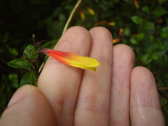 Justicia floribunda