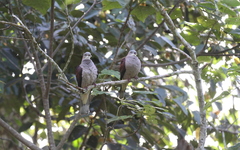Ducula badia