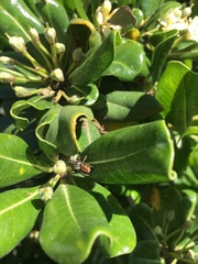 Phiale roburifoliata