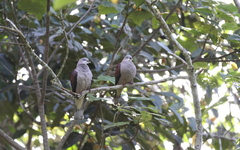 Ducula badia