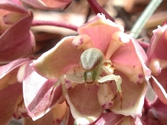 Misumenoides