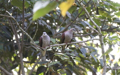 Ducula badia
