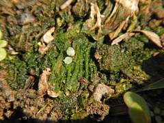 Xanthophyceae