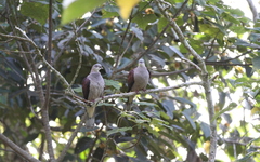 Ducula badia