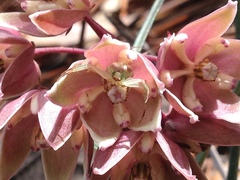 Misumenoides