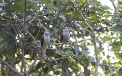 Ducula badia