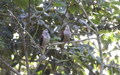 Ducula badia