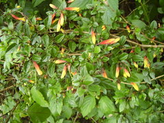 Justicia floribunda
