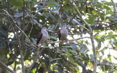 Ducula badia