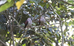 Ducula badia