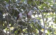 Ducula badia