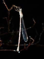 Indolestes peregrinus