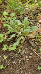 Magnoliopsida