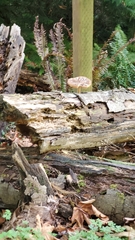 Fungi