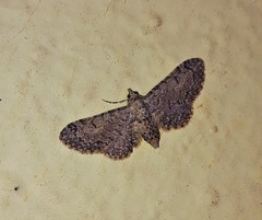 Eupithecia ultimaria