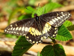 Papilio polyxenes americus