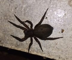 Asthenoctenus borellii