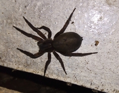 Asthenoctenus borellii