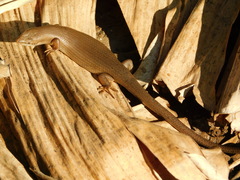 Trachylepis boulengeri