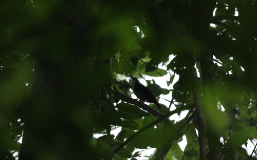 Large Wren-Babbler (Turdinus macrodactylus), photo 7