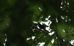 Turdinus macrodactylus