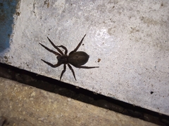 Asthenoctenus borellii