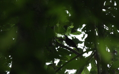 Turdinus macrodactylus